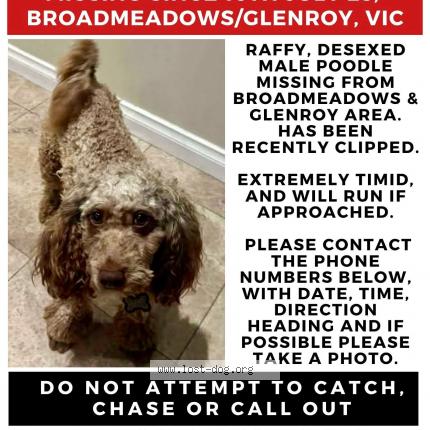 Picture of dog lost at Broadmeadows