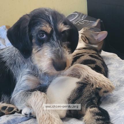 Photo 1/1 V&eacute;role Chien lost in Evry courcouronnes