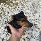 Picture of dog found at Greoux Les Bains