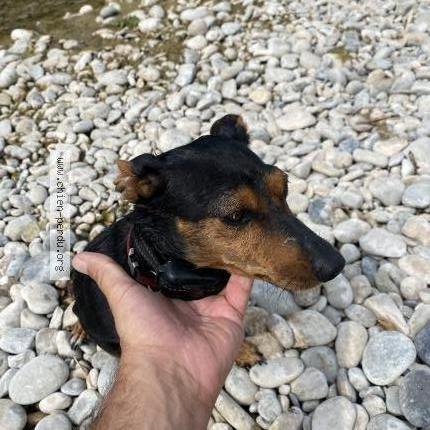 Photo 1/1 Found dog Found in Greoux les bains