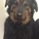 Picture of dog lost at Nice