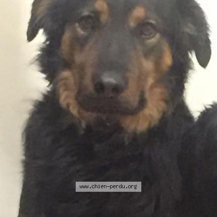 Photo 1/1 Nours Chien lost in Nice