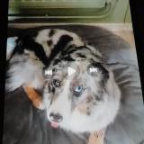Picture of dog lost at Poisy