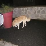 Picture of dog found at Ebreuil