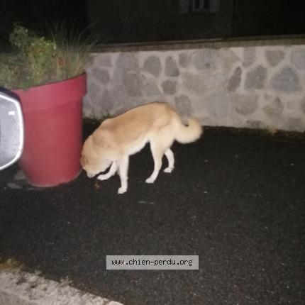 Photo 1/1 Found dog Found in Ebreuil