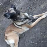 Yanky