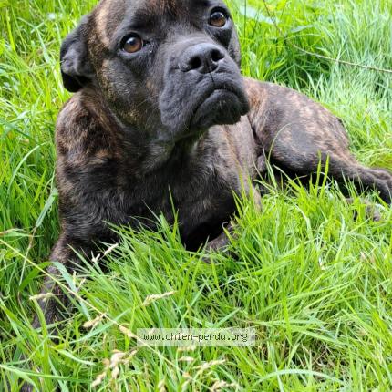 Photo 1/1 Gamin Chien lost in Villeneuve les genets