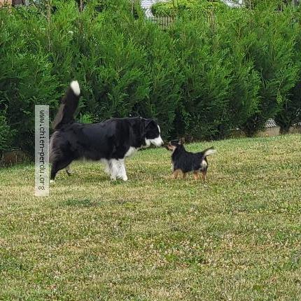 Photo 1/1 Found dog Found in Burbure