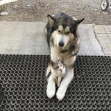 Picture of dog lost at Ayse