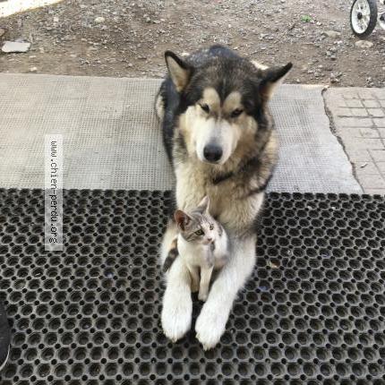 Photo 1/1 Houchka Chien lost in Ayse