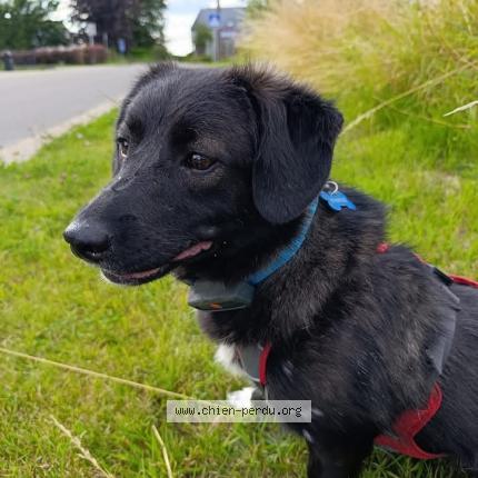 Photo 1/1 JULIETTE Chien lost in Neuchateau