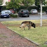 Picture of dog found at Riorges