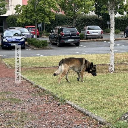 Photo 1/1 Found dog Found in Riorges