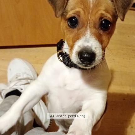 Photo 1/1 Caramele Chien lost in Stains