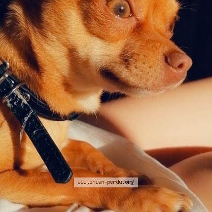 Photo 1/1 Found dog Found in L union