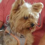 Picture of dog lost at St Paul De Vence