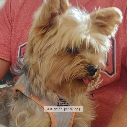 Photo 1/1 Kyo Chien lost in St paul de vence