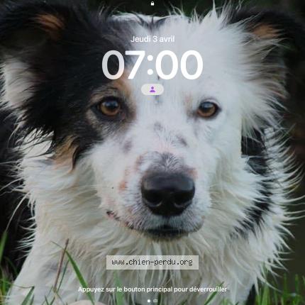 Photo 1/1 Lol Chien lost in Saint etienne sur reyssouze