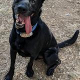 Picture of dog lost at Nimes