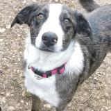 Picture of dog lost at Nimes