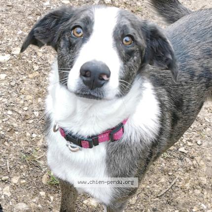 Photo 1/1 Samoa Dog lost in Nimes