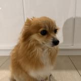 Picture of dog lost at Bron