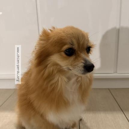 Photo 1/1 Zina Chien lost in Bron