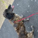 Picture of dog found at Essertine En Chatelneuf