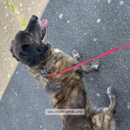 Photo 1/1 Found dog Found in Essertine en chatelneuf