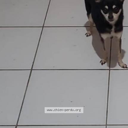 Photo 1/1 Kayron Chien lost in Le gosier