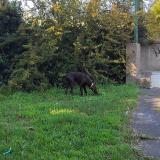 Picture of dog found at Evry