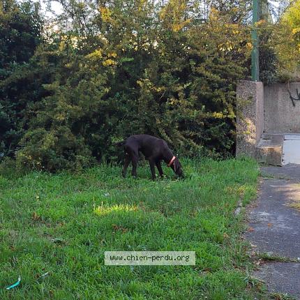 Photo 1/1 Found dog Found in Evry