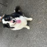 Picture of dog found at Forcalquier