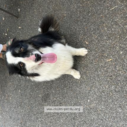 Photo 1/1 Found dog Found in Forcalquier