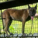 Picture of dog lost at Lorrain