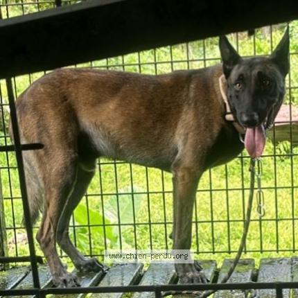 Photo 1/2 Nollet Max Chien lost in Lorrain