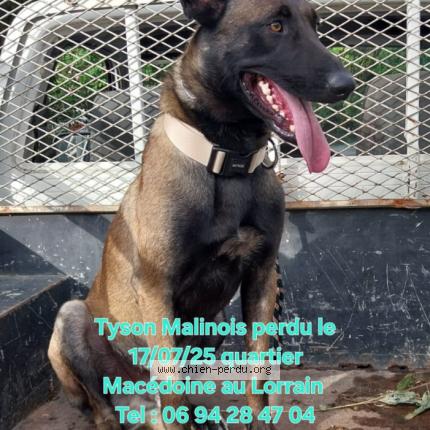 Photo 2/2 Nollet Max Chien lost in Lorrain