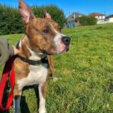 Picture of dog lost at Lannemezan