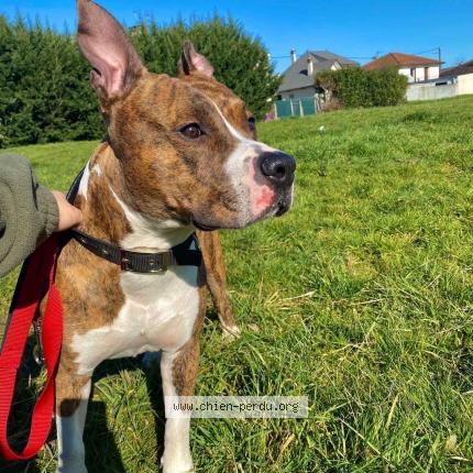 Photo 1/1 Stark Chien lost in Lannemezan