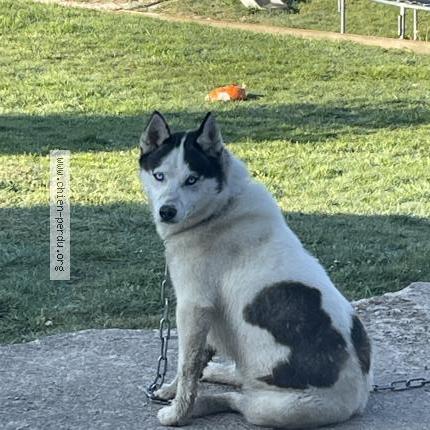 Photo 1/1 Canilke Chien lost in Magny le desert
