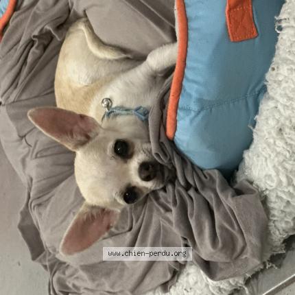 Photo 1/1 Mimou Chien lost in Mars