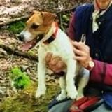 Picture of dog lost at Plassac