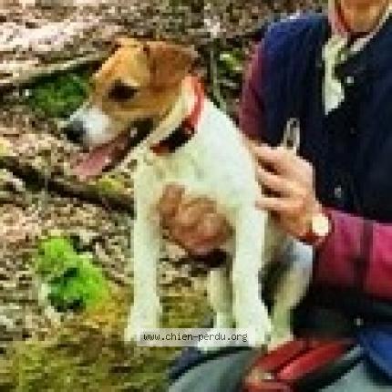 Picture of dog lost at Plassac