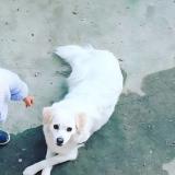 Picture of dog lost at Sauzet