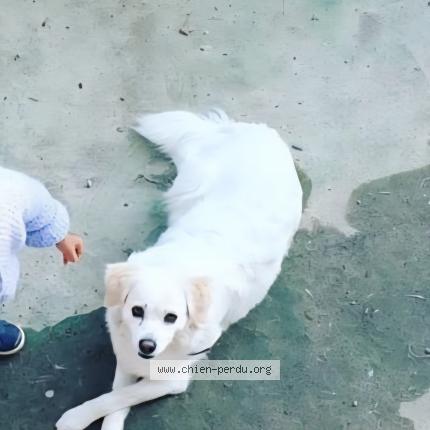 Photo 1/1 Chienne nomm&eacute;e  LUTKA Chien lost in Sauzet