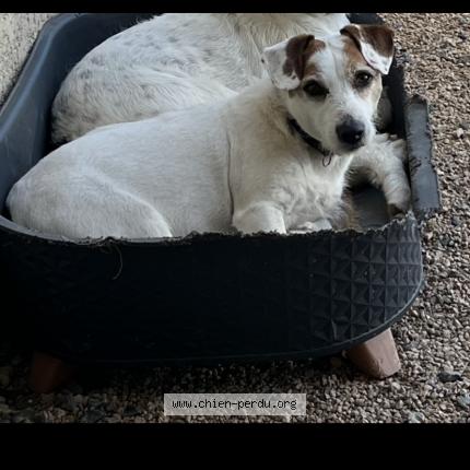 Photo 1/1 Nala Dog lost in Varennes les macon