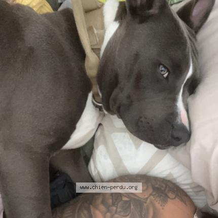 Photo 1/1 Found dog Found in Livry gargan