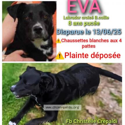 Photo 1/1 Eva Dog lost in St sorlin en bugey