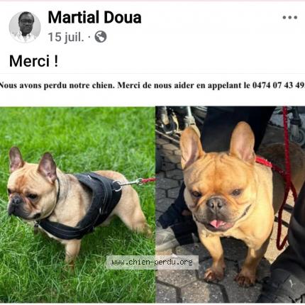 Foto 1/1 Dawin Hond vermist in Beyne Heusay