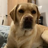 Picture of dog lost at St Herblain